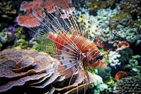dangerous fish|10 Deadliest Fish in the World That Are Beautiful Yet .